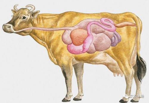 人类为何对生肉敬而远之？顶级杂食者的胃酸秘密
