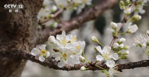 赏花经济如何赋能乡村振兴？他亲历了这场美丽变革