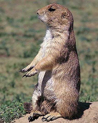 现实版精灵鼠小弟：大叔全家出动动物大战老鼠