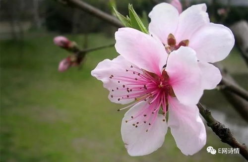 春天的惊喜：花花的故事
