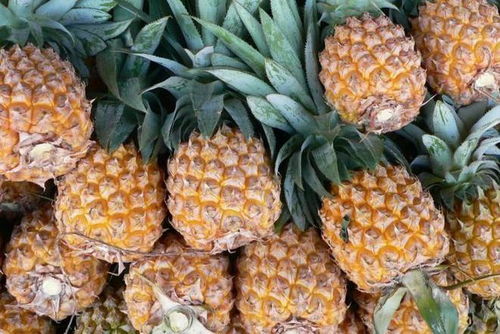 菠萝的奇妙旅程：从南美到中国餐桌