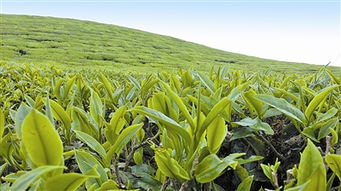 长势喜人：网络文学与多元文化交融的奇迹