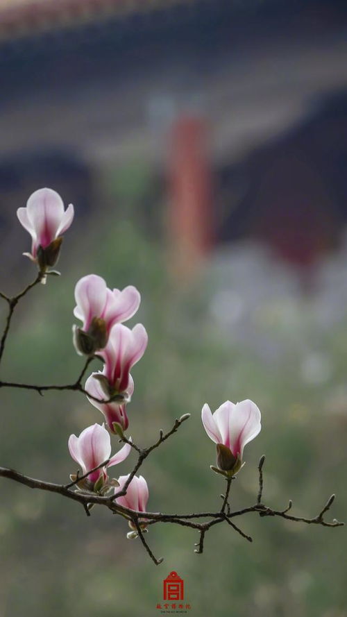 春日故宫玉兰壁纸上新，感受诗意与历史的交融