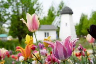 看郁金香的一天：一场与春天的浪漫邂逅