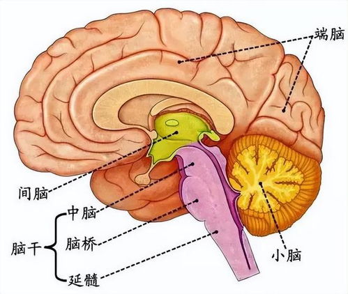病床前的守候：女子突发脑干出血，儿子的深情陪伴