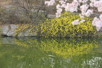 水岸边的迎春花：春天最浪漫的邂逅
