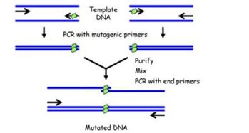 揭秘基因编辑的黑科技：如何用PCR实现基因定点突变
