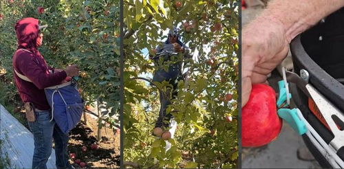 从留美博士到农场机器人先锋：张家豪和他的Zapper如何改变农业