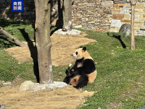 静养百天！大熊猫“福宝”今日与公众再度见面