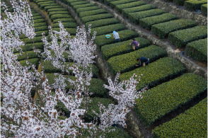 春日文化盛宴：从汉服到国潮，传统文化与现代活力的完美融合