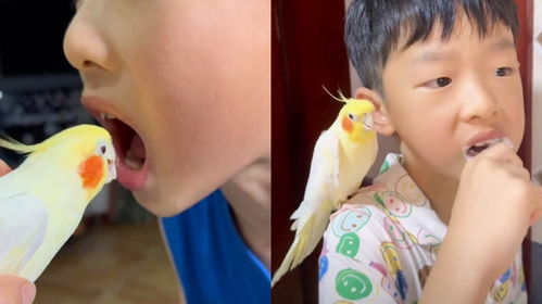 男孩害怕拔牙逃跑被医护小姐姐抓回：一场温暖的“追逐战”