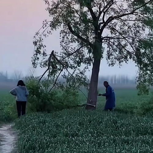因游客踩踏庄稼，安徽网红打卡点“孤独的树”被农户砍掉？池州当地：在处理