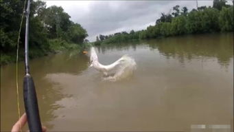 男子钓到大鱼被要求放回鱼塘：一场意外的钓鱼奇遇