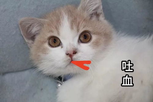 一声令下：与小斑纹的奇妙相遇