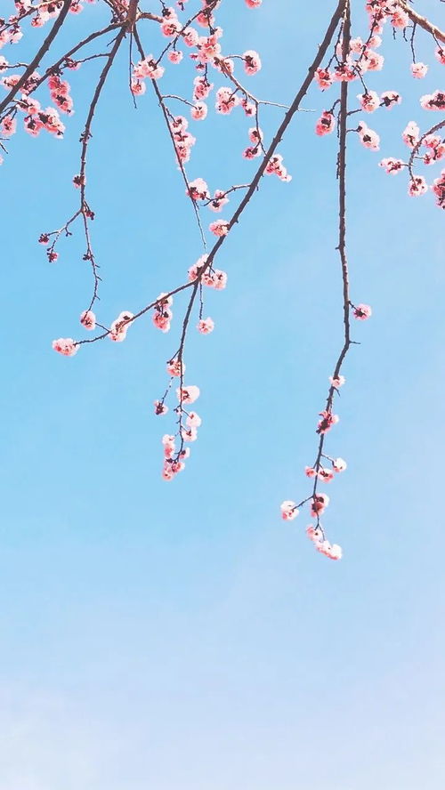 一个视频打开春天里的中国