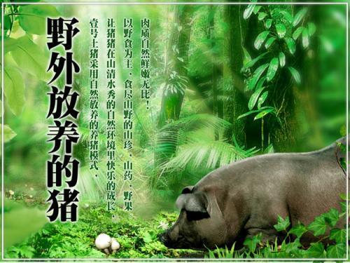 “壹号土猪肉”的商标争议：一场关于品牌与消费者的信任之战