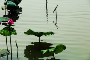 江城子·颐和园观荷：一场与荷花的夏日邂逅