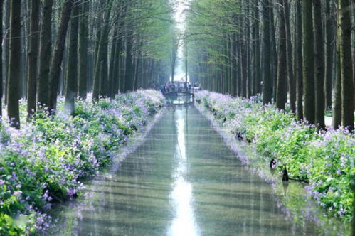 蛇目菊：一场与秋日的浪漫邂逅