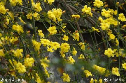 春日花海大赏：这些春花你都认识吗？