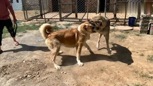 小柯基为争母狗打架气绝身亡：宠物情感世界的悲剧