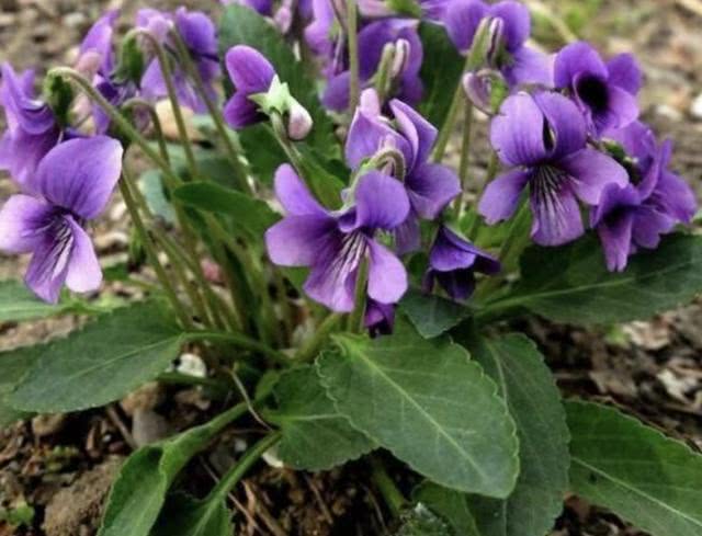 探寻堇菜的奥秘：从野草到珍稀新物种