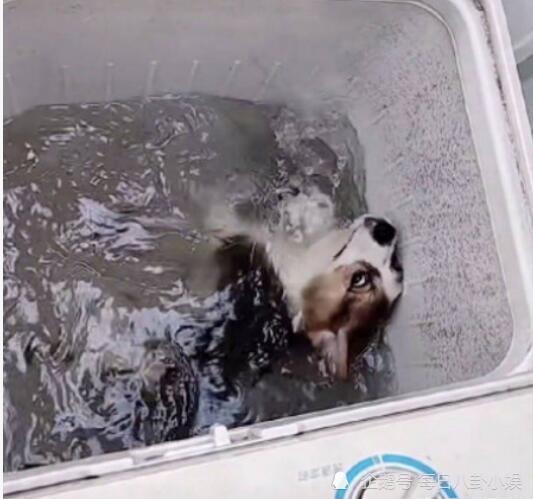 柯基打架输了气绝身亡？宠物主人们需要知道的真相