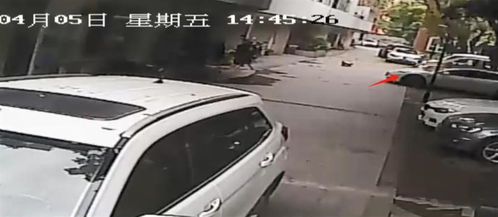 成都5岁女童小区遭碾压事件新进展：家属谅解，车主被取保候审