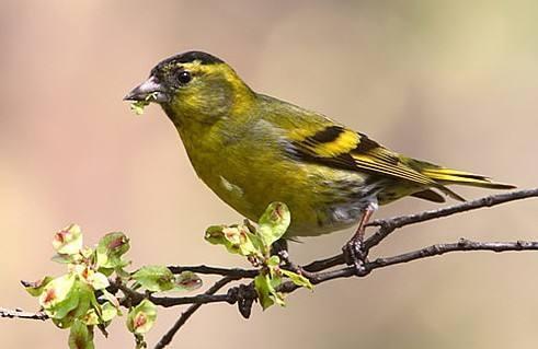 《黄雀》大结局：看点与深思的完美结合