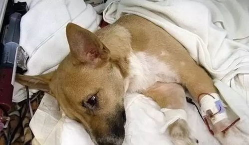 当心爱的狗子生病了，我经历了什么？