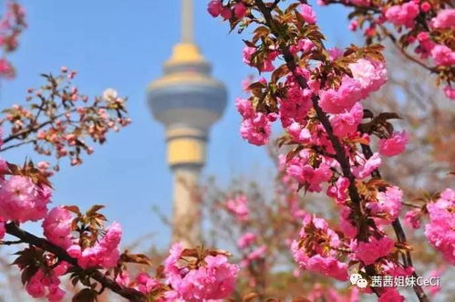 春天去看花吧，感受大自然的浪漫气息