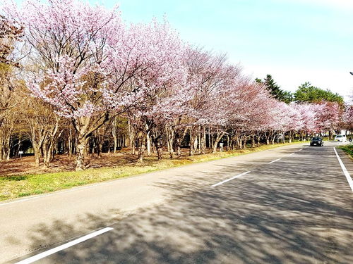 漫步樱花与林荫道：一场春日的浪漫邂逅