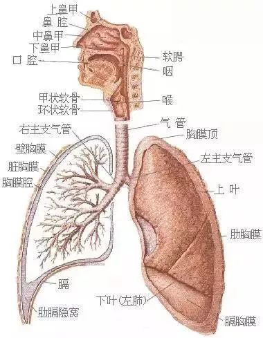 数字生理人来了！能呼吸、会试毒试药，未来健康守护者