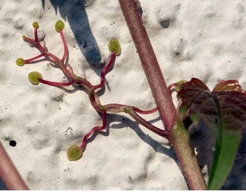 为什么国家要花大力气提振消费？