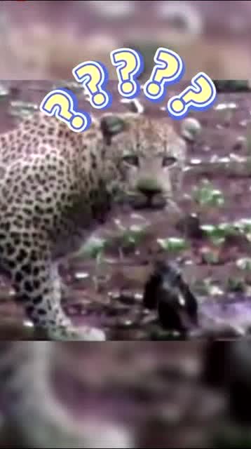 鹿豹同人文：宿命般的相遇与心动