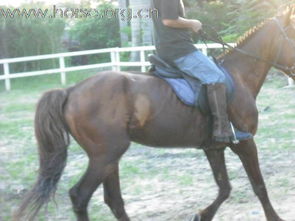 中国为何少有优良马种？背后竟藏这么多秘密！