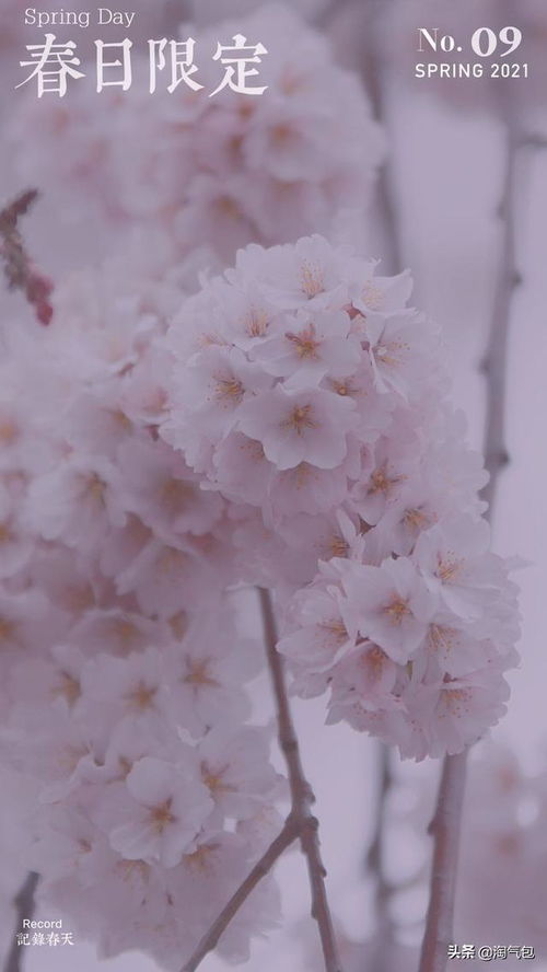 春日限定美好家：她的生活美学之旅