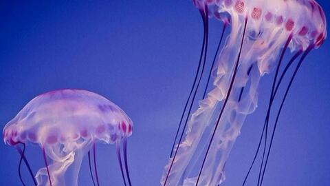 抓水母：一次与海洋精灵的奇妙邂逅