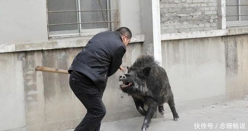 上海惊现野猪狂奔！多部门紧急介入，背后真相竟是……