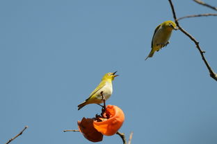 李现交打鸟作业了？真相竟是如此令人深思