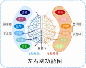 大脑抗衰手册：让你的脑力保持巅峰