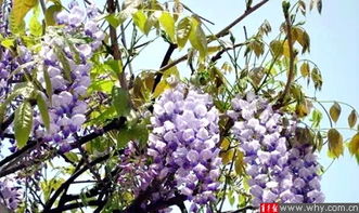 紫藤花开：一场与春天的浪漫邂逅