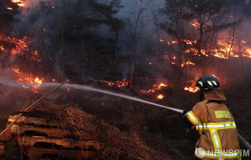 山火肆虐下的韩国：灾难与希望并存