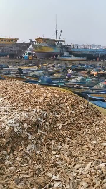 恶意剪辑引发争议：中国女生被冤枉“吃乌鸦”？日本综艺道歉网友仍不买账