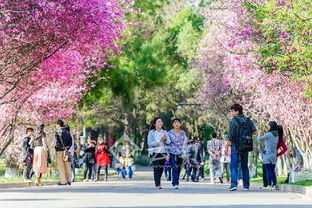 校园里的海棠花：一场春日的浪漫邂逅