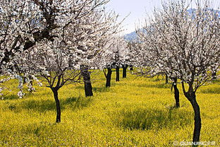 杏树下的故事：从故乡到千亩花海