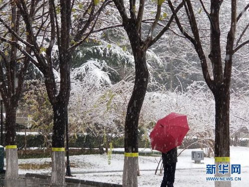 北京春雪：一场浪漫的桃花雪
