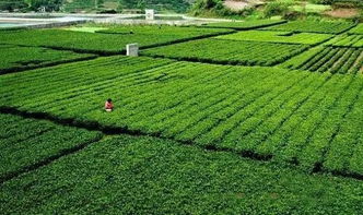 从茶园到茶杯，六大茶山好工艺全程护航鲜茶本真之味