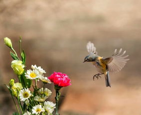 春日萌宠随手拍：我家毛孩子的春天故事