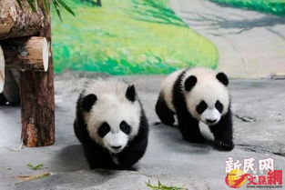 告别大熊猫优优：那些与它共度的美好时光