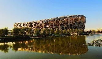 偶遇鸟巢：一场人与自然的奇妙邂逅